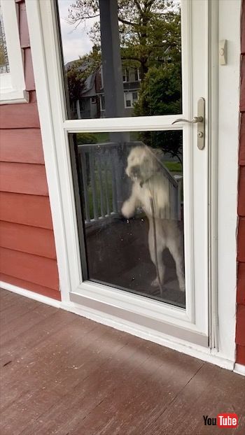 ジャンプするワンコ