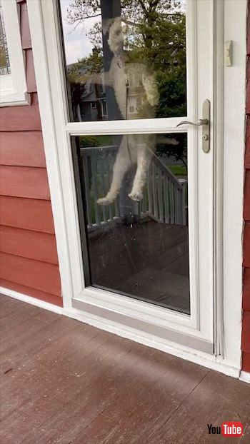 高くジャンプする犬
