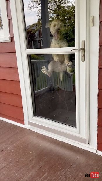 ワンコの跳躍力