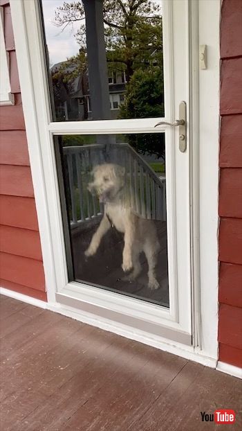 落ち着くワンコ