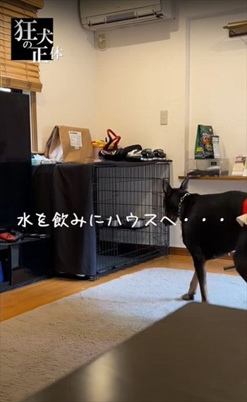 許可が無いと出られないハウスに、うっかり入っちゃったドーベルマン