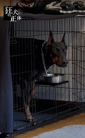 許可が無いと出られないハウスに、うっかり入っちゃったドーベルマン