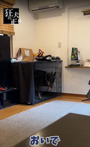 許可が無いと出られないハウスに、うっかり入っちゃったドーベルマン