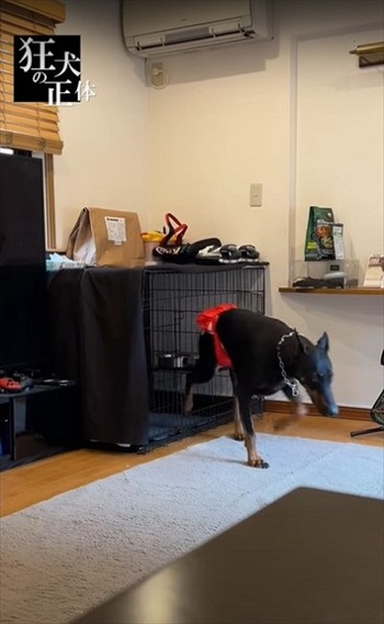 許可が無いと出られないハウスに、うっかり入っちゃったドーベルマン