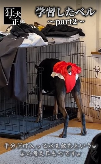 許可が無いと出られないハウスに、うっかり入っちゃったドーベルマン