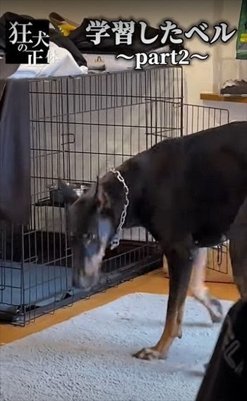 許可が無いと出られないハウスに、うっかり入っちゃったドーベルマン