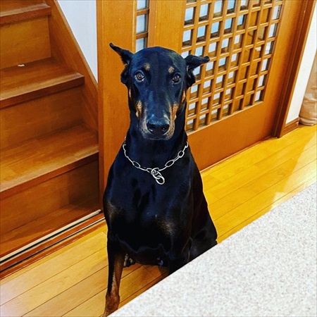 許可が無いと出られないハウスに、うっかり入っちゃったドーベルマン