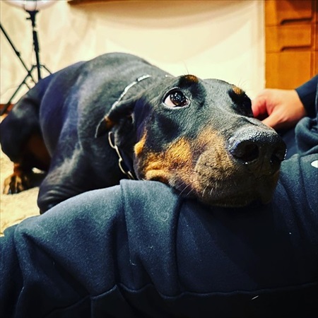 許可が無いと出られないハウスに、うっかり入っちゃったドーベルマン