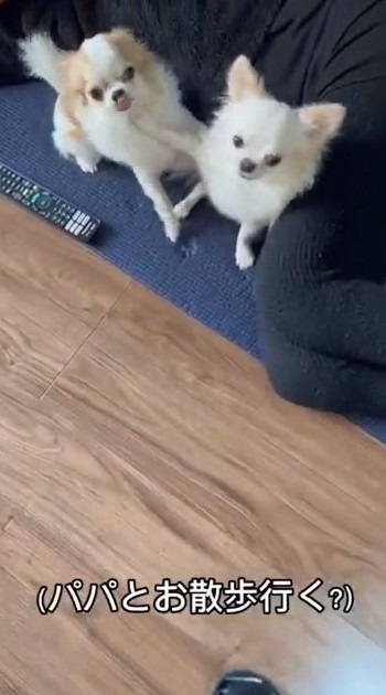 パパとの散歩から妹を守るチワワ