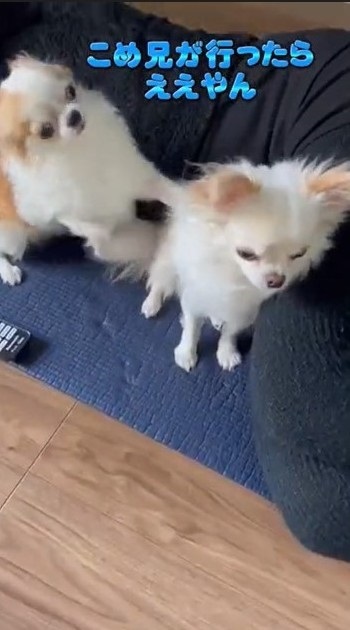 パパとの散歩から妹を守るチワワ