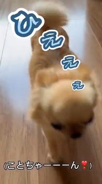 パパとの散歩から妹を守るチワワ