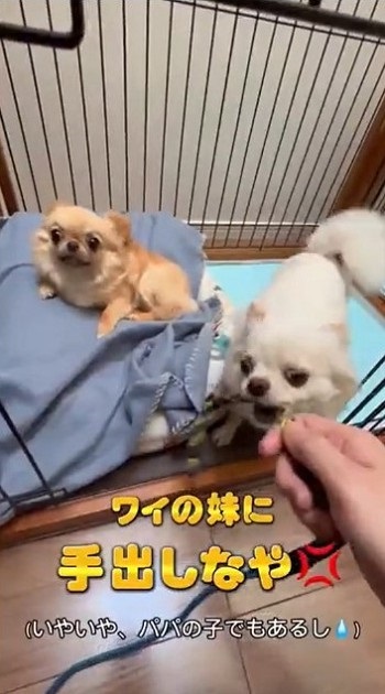 パパとの散歩から妹を守るチワワ