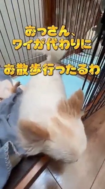 パパとの散歩から妹を守るチワワ