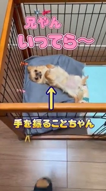 パパとの散歩から妹を守るチワワ