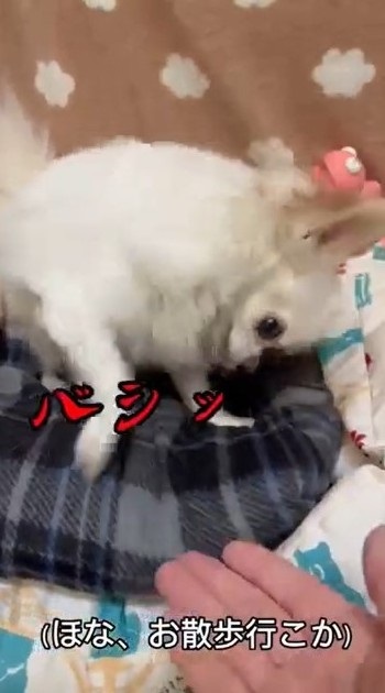 パパとの散歩から妹を守るチワワ