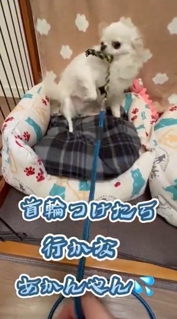 パパとの散歩から妹を守るチワワ