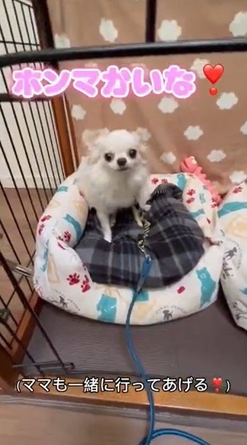 パパとの散歩から妹を守るチワワ