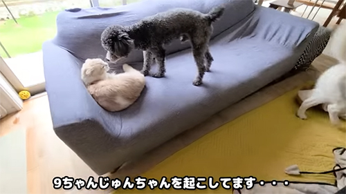 じゅんちゃんを起こすきゅうちゃん