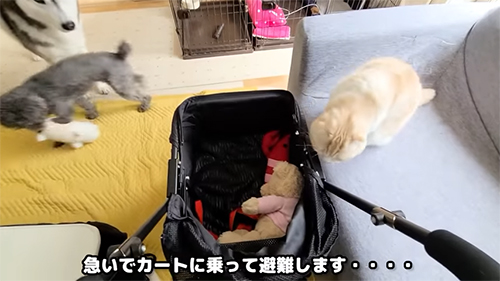 カートに乗って