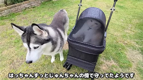 じゅんちゃんを守るはっちゃん