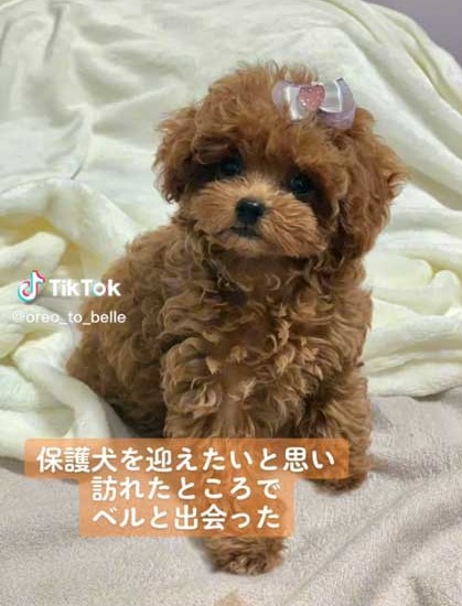 先天性膝蓋骨脱臼を克服した犬