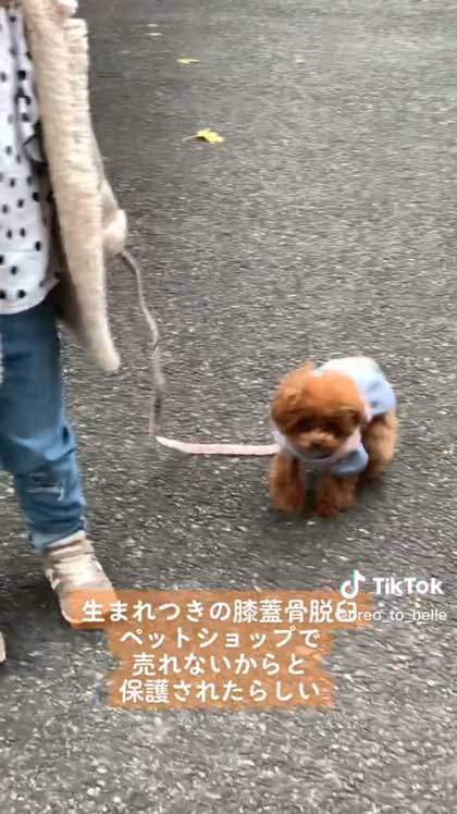 先天性膝蓋骨脱臼を克服した犬