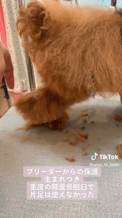 先天性膝蓋骨脱臼を克服した犬