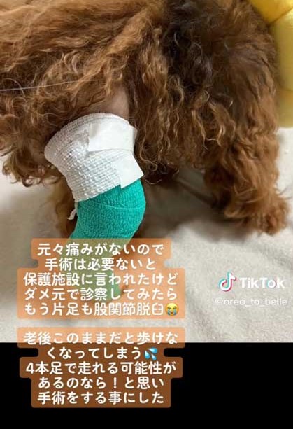 先天性膝蓋骨脱臼を克服した犬