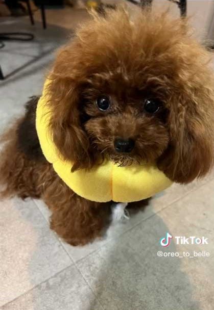 先天性膝蓋骨脱臼を克服した犬