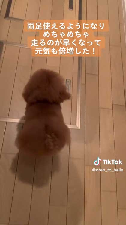先天性膝蓋骨脱臼を克服した犬