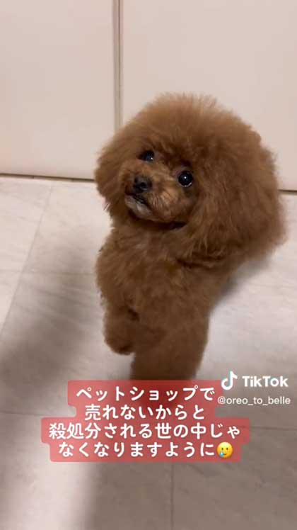 先天性膝蓋骨脱臼を克服した犬