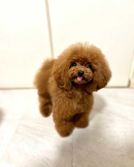 先天性膝蓋骨脱臼を克服した犬