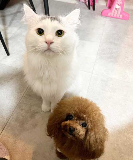 先天性膝蓋骨脱臼を克服した犬