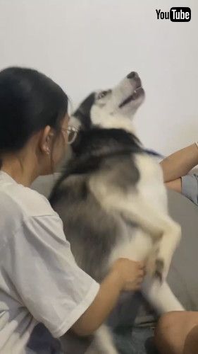 ハグを拒否するハスキー