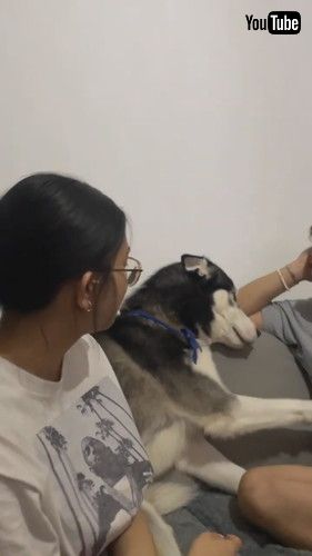 ハグを拒否するハスキー