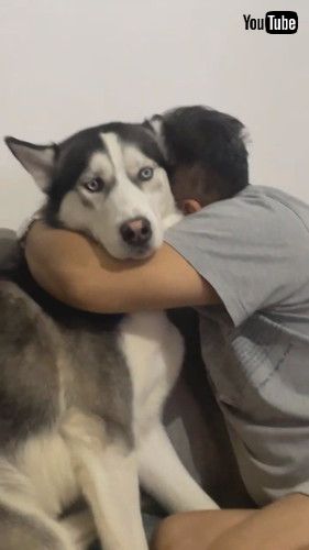 ハグを拒否するハスキー