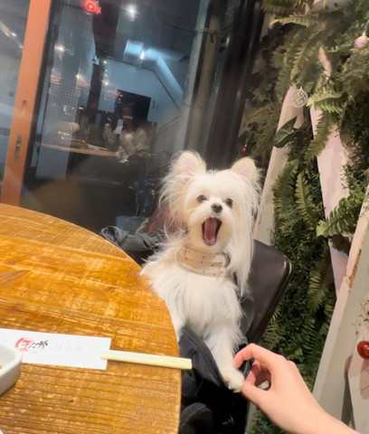 焼き肉屋で口あけてるワンコ