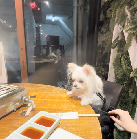 焼肉屋のテーブルに前足そえてるワンコ