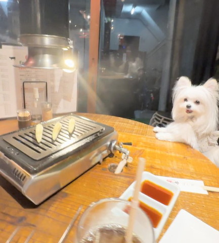 ヤングコーン見てるワンコ