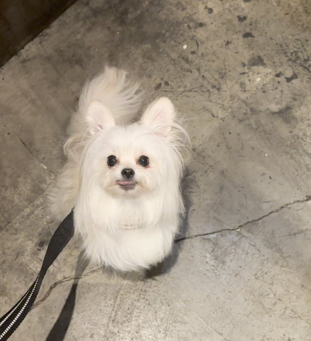 舌だしてるワンコ