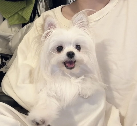 抱っこされて笑顔ワンコ