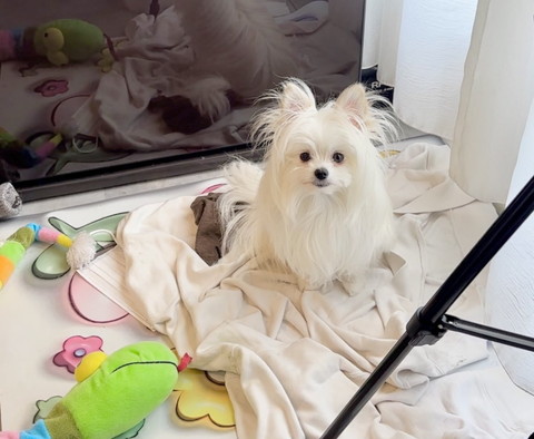 おもちゃに囲まれたワンコ