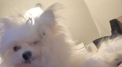 前足あげてウインクしてるアップのワンコ