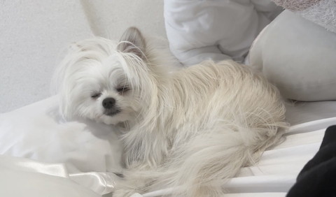 枕使って寝るワンコ