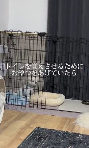 トイレにいるワンコ遠く