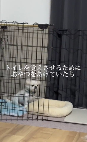 トイレにいるワンコちょっと近づく