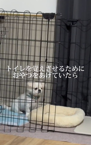 トイレにいるワンコ寄り