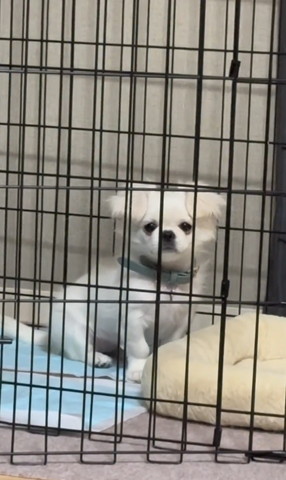 カメラ目線ワンコ