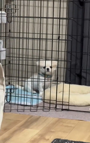 カメラ目線ワン少し離れる