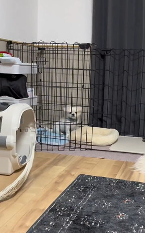 カメラ目線ワン遠く